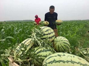 福建吃瓜群众台湾视频,台湾视频背后的故事与启示