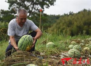 福建吃瓜群众台湾视频,台湾视频背后的故事与启示