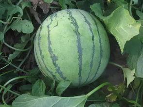 扇巴掌的视频吃瓜什么原因,揭秘背后原因