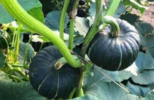 韩城吃瓜视频网红男女,吃瓜视频中的甜蜜与争议