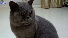 胖猫吃瓜视频,揭秘娱乐圈幕后真相