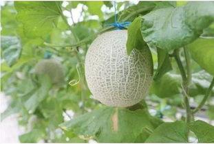 中国人在日本吃蜜瓜视频,中国游客的味蕾之旅