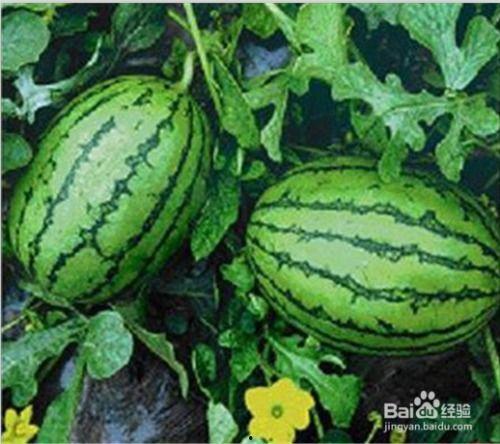 西瓜视频吃大瓜,吃大瓜背后的故事与真相