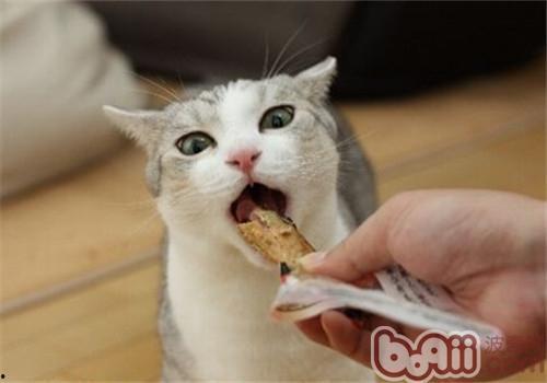 猫咪吃小乳瓜好吗视频讲解,猫咪食用小乳瓜的利弊解析