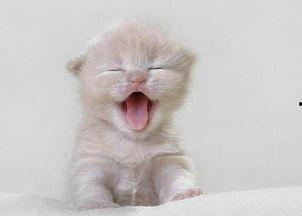 猫咪吃小乳瓜好吗视频讲解,猫咪食用小乳瓜的利弊解析