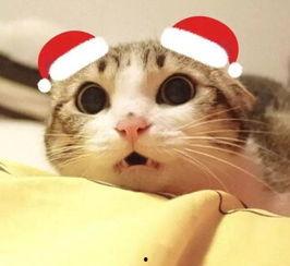 猫咪吃小乳瓜好吗视频讲解,猫咪食用小乳瓜的利弊解析