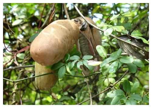 喂猪的李燕吃八月瓜视频,八月瓜成猪儿美食新宠