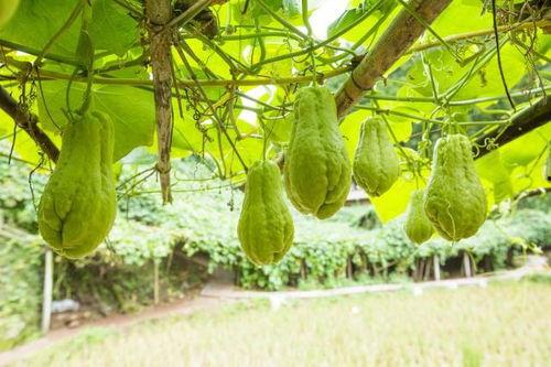 喂猪的李燕吃八月瓜视频,八月瓜成猪儿美食新宠