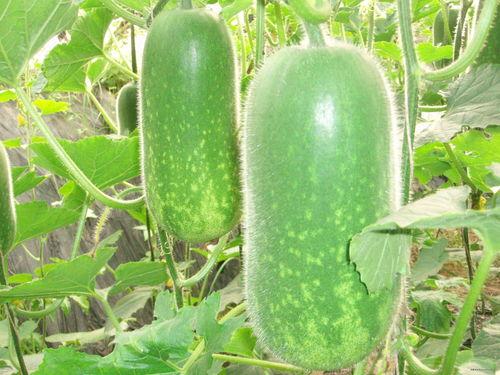 吃瓜自制特效视频大全,笑料百出，精彩纷呈