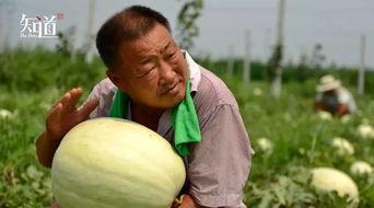 邢台任县吃瓜视频,一场吃瓜视频引发的全民热议