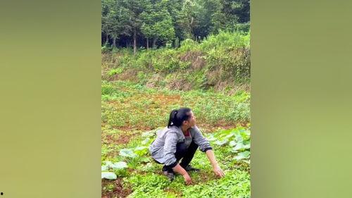三农视频吃瓜,揭秘农村生活的趣味瞬间