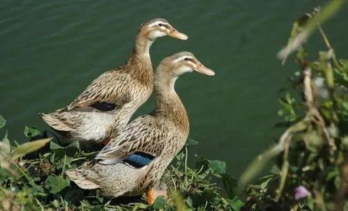 吃冰瓜视频鸭子找到了,鸭子意外发现神秘宝藏