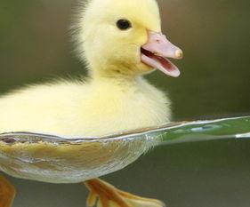 吃冰瓜视频鸭子找到了,鸭子意外发现神秘宝藏