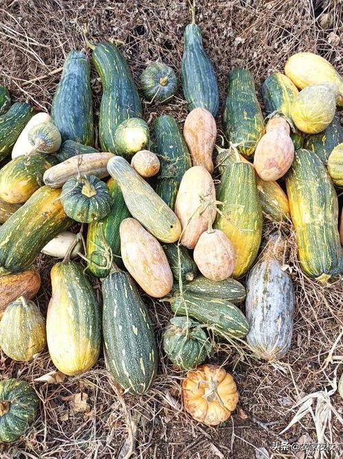 吃瓜视频的制作方法有哪些,轻松掌握热门短视频制作技巧