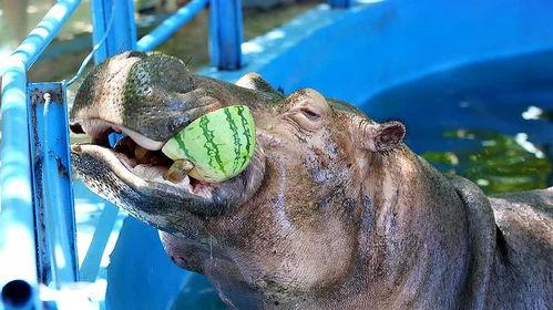 搞笑视频河马吃瓜图片,一场欢乐的“瓜界盛宴”