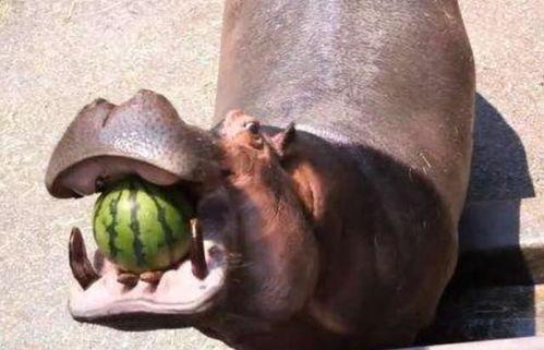 搞笑视频河马吃瓜图片,一场欢乐的“瓜界盛宴”