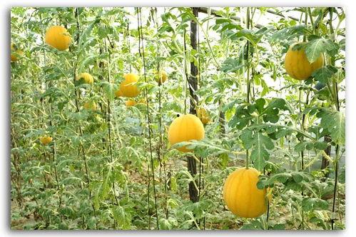 吃瓜群众集结视频