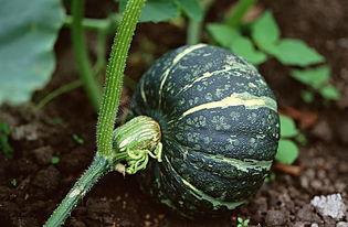 翰林院吃瓜视频下载