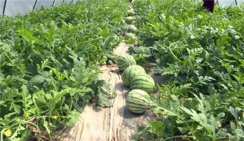 博州最新吃瓜事件视频