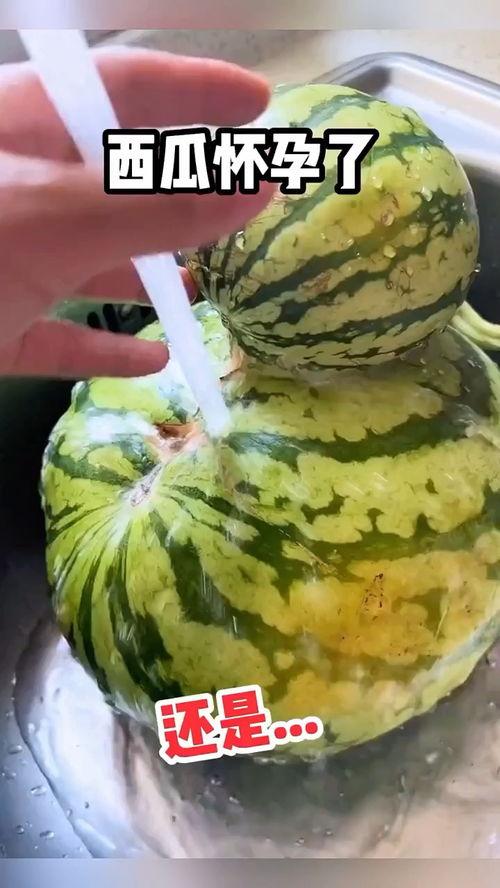 吃羊角瓜搞笑视频在线观看,笑料横生，欢乐无限