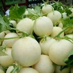 几月吃白梨瓜最好吃呢视频,# 哪个月份的白梨瓜最鲜美？揭秘最佳食用时期