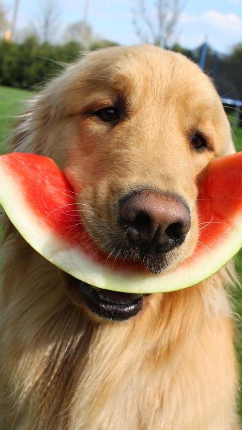 搜索狗吃瓜视频网站,揭秘热门视频网站背后的趣味故事