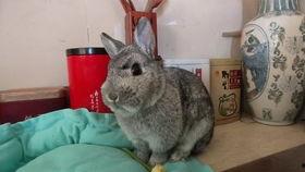 白瓜兔子可以吃吗视频,视频解析