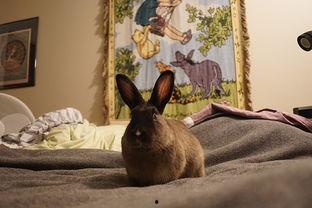 兔兔视频吃瓜,吃瓜群众的欢乐盛宴