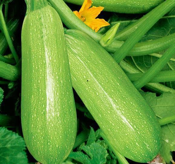 吃瓜视频一般几天泄漏,吃瓜视频，从泄漏到爆火的秘密，仅需几天！