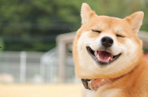 柴犬可以吃苏瓜吗图片视频,苏瓜的诱惑与营养解析