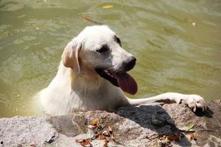 小狗可吃哈密瓜吗视频,宠物饮食安全揭秘