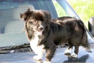 小狗可吃哈密瓜吗视频,宠物饮食安全揭秘