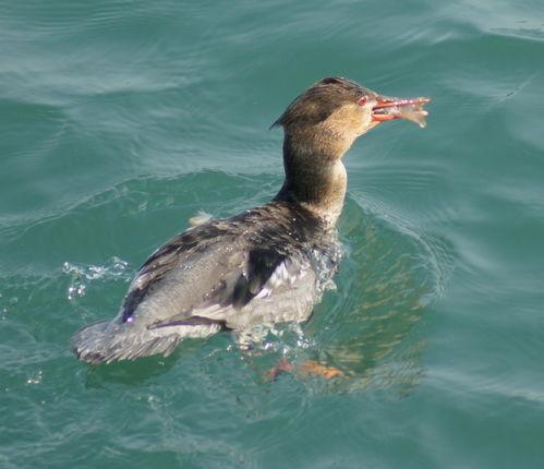带你吃瓜秋沙鸭视频,带你领略秋日湿地美味