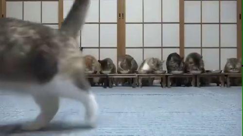 带你吃瓜秋沙鸭视频,带你领略秋日湿地美味