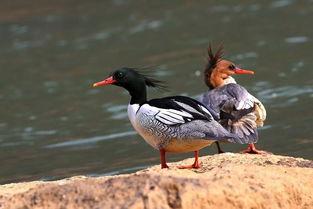 带你吃瓜秋沙鸭视频,带你领略秋日湿地美味