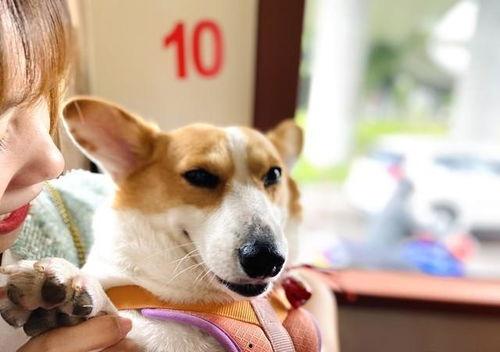 宠物八卦吃瓜视频,吃瓜群众揭秘萌宠幕后故事