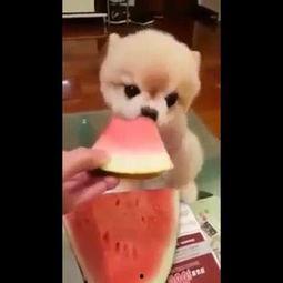 宠物八卦吃瓜视频,吃瓜群众揭秘萌宠幕后故事