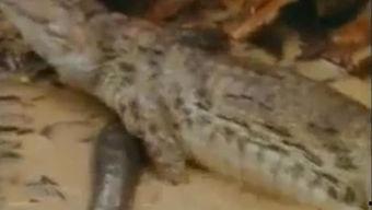 鳄鱼吃瓜了的视频,一场意想不到的动物美食秀