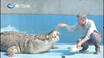 鳄鱼吃瓜了的视频,一场意想不到的动物美食秀