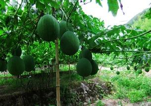 吊瓜嫩苗尖可以吃吗视频,美味营养的绿色食材探索