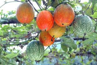 吊瓜嫩苗尖可以吃吗视频,美味营养的绿色食材探索