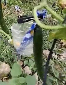 榆树吃瓜事件真相视频,真相视频背后的惊人内幕