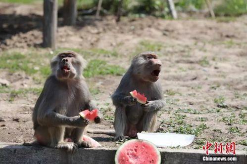 动物吃瓜视频