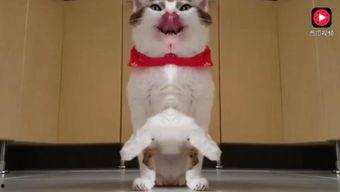 带你吃瓜猫的叫声视频,带你领略“吃瓜猫”的独特叫声魅力