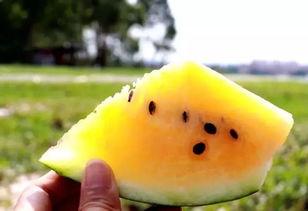 吃沙瓜的视频大全播放网站,海量精彩瞬间，一网打尽全网热门