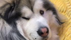 柯基可以吃洋瓜吗视频,美味还是禁忌？