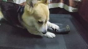 柯基可以吃洋瓜吗视频,美味还是禁忌？