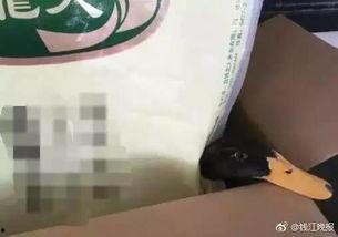 奇葩网友带你吃瓜视频下载,揭秘“奇葩网友带你吃瓜”视频下载背后的秘密