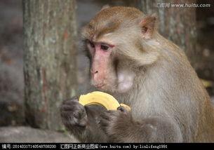 猴子吃瓜动画配乐视频,动画配乐视频的欢乐之旅