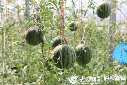 福建网红吃瓜事件视频,揭秘网络舆论的风暴中心